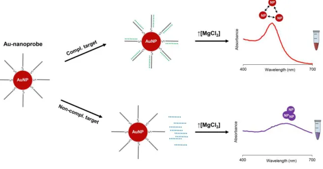 Figure  1.3  Au-nanoprobe  non-crosslinking  assay  developed  by  Baptista  et  al. 160   When  a  complementary target is present in solution and is fully hybridized with the Au-nanoprobe, preventing  aggregation  upon  salt  induction,  the  colloidal  