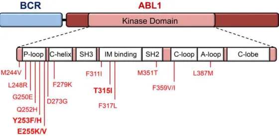 Figure 2.1 Map of the most recurrent amino acid substitutions in the BCR-ABL1 kinase domain in Ph+ 