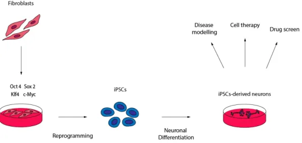 Fig. 1.4 – Representative scheme of iPSCs reprogramming and neuronal differentiation. 