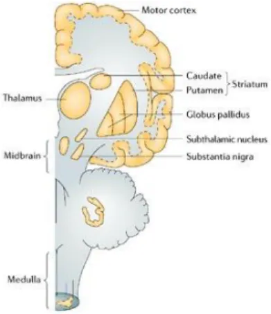 Figure  1.1  -  The  main  brain  regions  affected  in  Parkinson disease . Represented is a lateral brain’s  section,  with  the  anterior  to  the  left