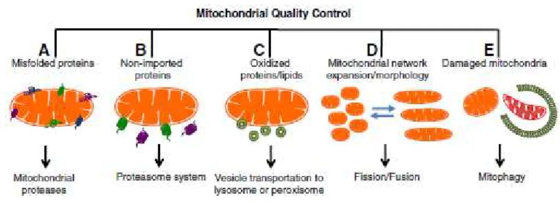 Figure  1.2  -  Mitochondrial  Quality  Control.  Mitochondria have  different  pathways  to  promote  mitochondrial biogenesis  and  dynamics