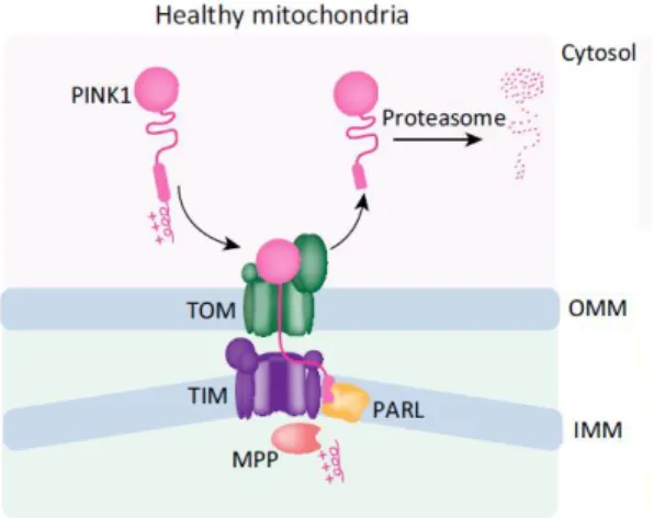 Figure 1.3 - PINK1 processing in healthy mitochondria; firstly PINK1 is imported into OMM through TOM, and then  IMM over TIM, where it is processed by MPP and PARL, exposing N-end rule substrate cytosolic and promoting PINK1 