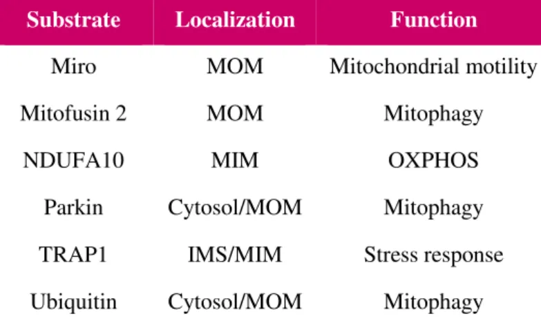 Figure  1.5  -  Parkin’s  structure;  4  domains: 