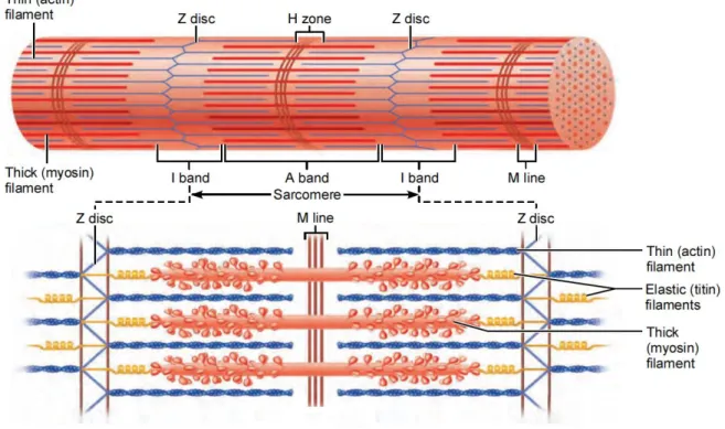 Figure 1.1. Schematic representation of a sarcomere and its structure. Adapted from (Elaine N