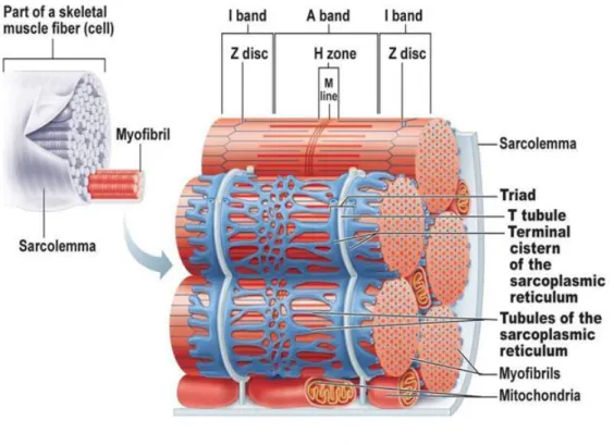 Figure  1.2.  Schematic  representation  of  the  membrane  structures  surrounding  myofibrils