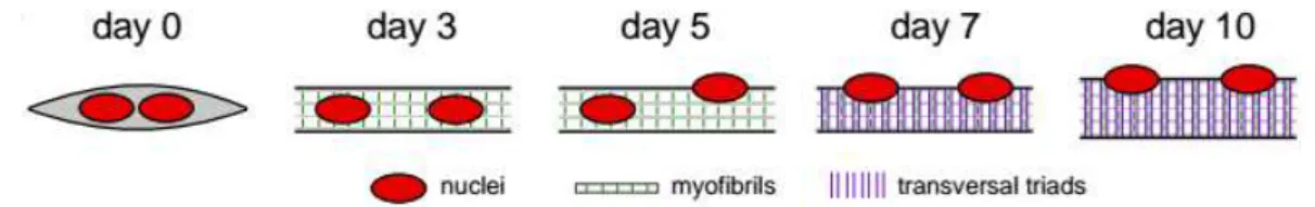 Figure 1.3. Timeline of muscle differentiation in the in vitro system used to study peripheral nuclear  positioning  and  transversal  triad  formation