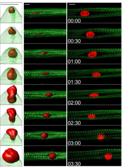 Figure 1.4. Kymograph from a time-lapse movie of a 5-day myofiber depicting peripheral movement  of  a  nucleus  (H2B-iRFP,  red)  through  myofibrils  (YFP-α-actinin,  green)