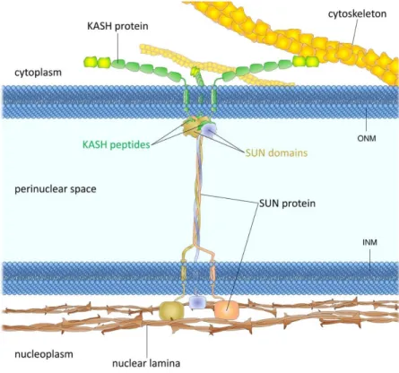 Figure  1.6.  LINC  complex  structural  organization  and  binding  partners.  KASH  proteins  bind  to  cytoskeletal  elements  such  as  microtubules  actin  filaments  and  IFs  while  SUN  proteins  anchor  the  complex at the INM and interact with th