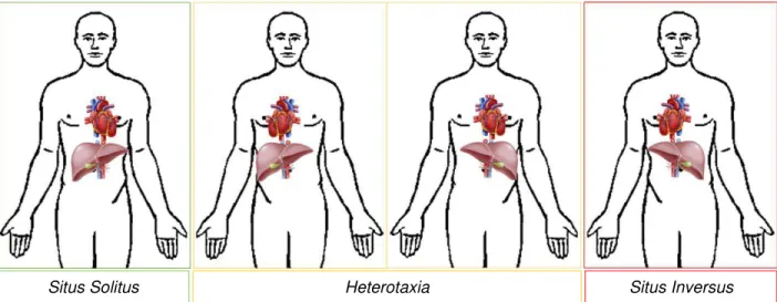 Figure 1.1: Organ situs. 