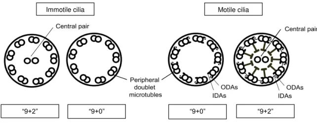 Figure 1.2: Cilia structures in vertebrates. 