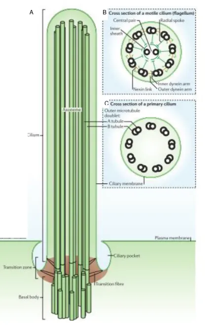 Figure 1.3: Cilia architecture. 