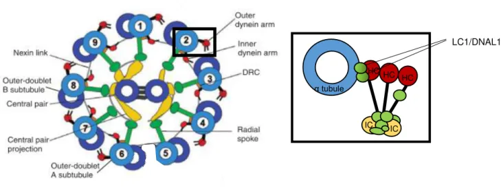 Figure 1.5: Schematic diagram of the motile ciliary and flagellar axoneme. 
