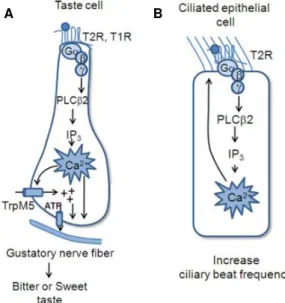 Figure  1.7:  Diagrammatic  illustration  of  differences  in  GPCR signaling effectors in the different cell types