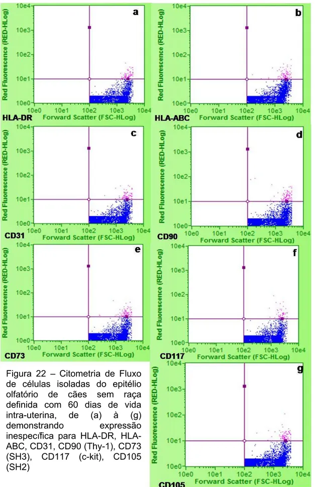 Figura 22 –  Citometria de Fluxo  de células isoladas do epitélio  olfatório de cães sem raça  definida com 60 dias de vida  intra-uterina, de (a) à (g)  demonstrando expressão  inespecífica para DR, 