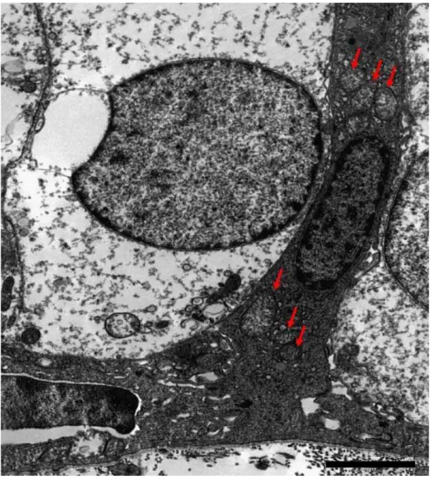 Figura 7 – (a) Eletromicrografia do epitélio olfatório de cão,  demonstrando  a        atividade metabólica entre as células basais e colunares, caracterizada  pela presença de mitocôndrias dispersas pelo citoplasma dessas  células (setas), bem como pelo n