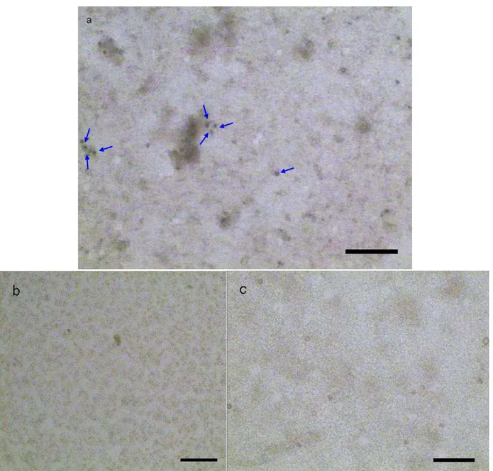 Figura 8 – Fotografia da cultura de células do epitélio olfatório de cão. Em (a)  observa-se contaminação de origem bacteriana (setas), caracterizada por  um meio turvo, onde se visualizam algumas colônias aderidas ao fundo  da garrafa