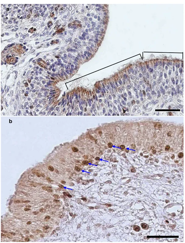 Figura 13 – Fotomicrografia do epitélio olfatório de cão com 60 dias de vida intra- intra-uterina