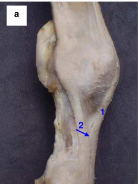 Figura 5 – Fotografia de dissecação da vista dorsal do membro torácico esquerdo  de um asinino, demonstrando a inserção divergente do tendão extensor  digital lateral (2) na extremidade distal do terceiro osso metacarpiano  (círculo), em relação ao extenso
