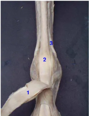 Figura 8 – Fotografia de dissecação da superfície palmar do metacarpo e  articulação metacarpofalangeana de um asinino, demonstrando a  relação entre os tendões flexor digital superficial (1), flexor digital  profundo (2) e interósseo (3) 