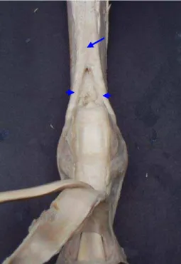 Figura 10 – Fotografia de dissecação da vista palmar do membro torácico de um  asinino evidenciando o tendão interósseo (seta) e sua bifurcação  (cabeça de seta) sobre a superfície abaxial dos ossos sesamóides  proximais 