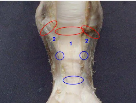 Figura 11 – Fotografia de dissecação da vista palmar do membro torácico de um  asinino em dissecação profunda mostrando a inserção proximal (circulo  vermelho) e distal (círculo azul) dos ligamentos sesamóideos reto (1) e  oblíquos (2) 