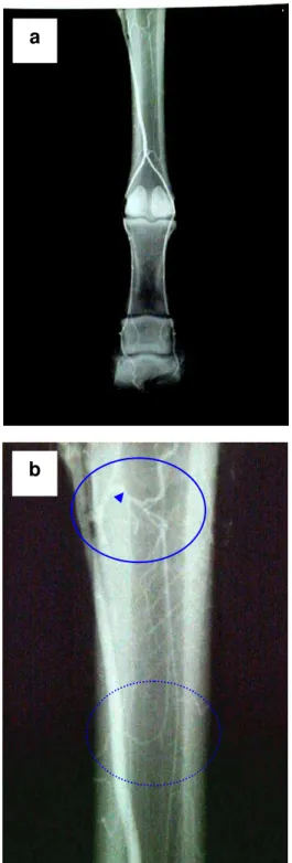 Figura 14 – Fotografias de radiografias em projeção dorso-palmar da região distal  do membro torácico direito de um asinino, evidenciando seu padrão  angiográfico (a) e, aspecto angiográfico da região proximal do  metacarpo (b), mostrando o arco palmar pro