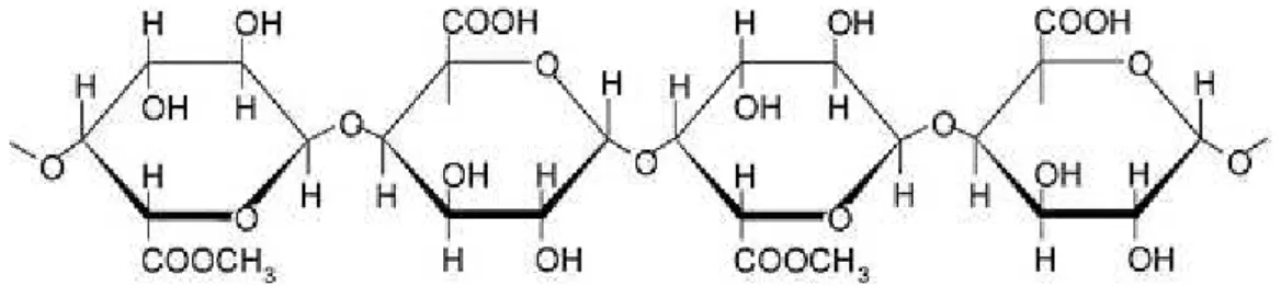 Figure 3.0.3 - Pectin main chain polysaccharide structure composed of  α -1,4-linked D- D-galacturonic acid monomers 