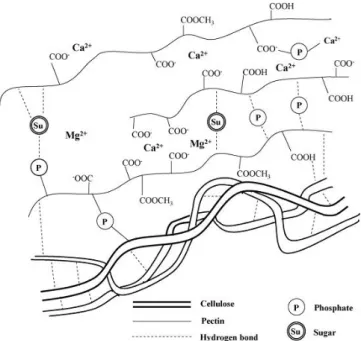 Figure 3.0.4 - Hypothetic structure of protopectin in plants 
