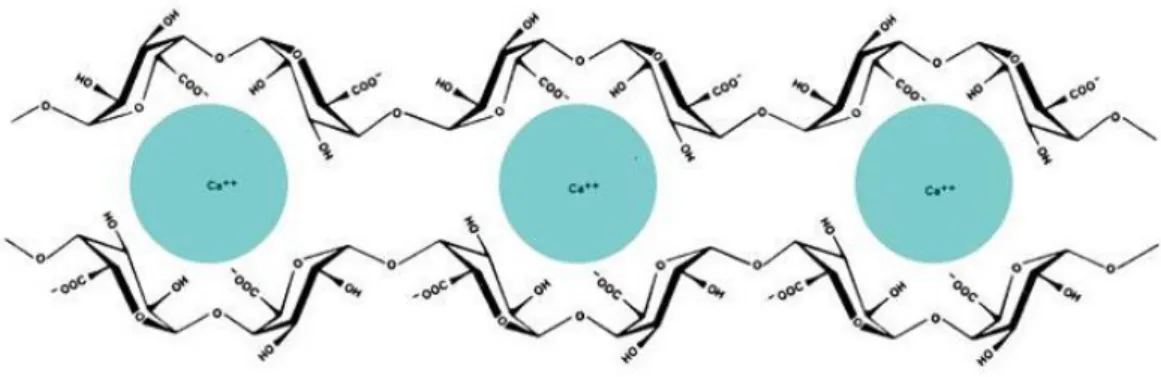 Figure 3.0.8 - Low Methylated pectin Eggbox gel formation model: free galacturonic acid  chains are gathered to form a leg by binding to calcium ions 