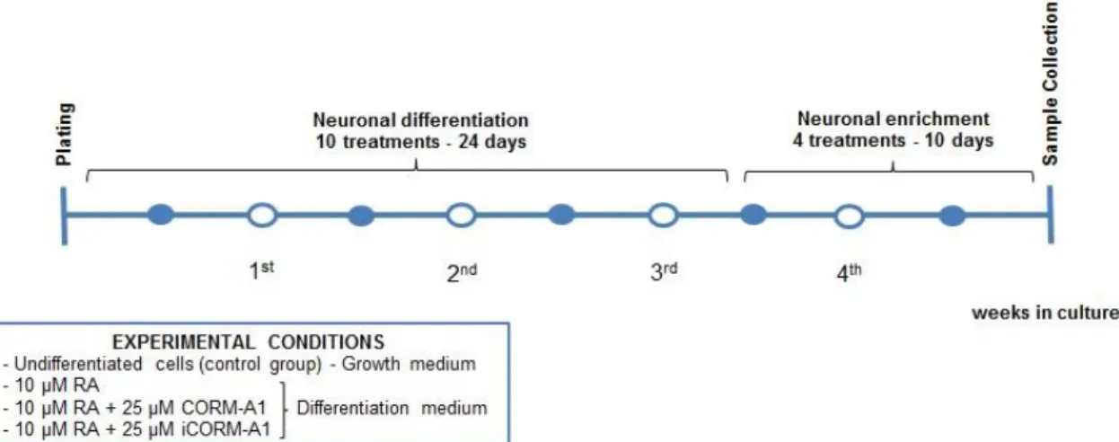 Figure 9.1  –  NT2 cells culture for neuronal differentiation. Representative scheme of the pratical component  concerning the culture of NT2 cell line to study neuronal differentiation