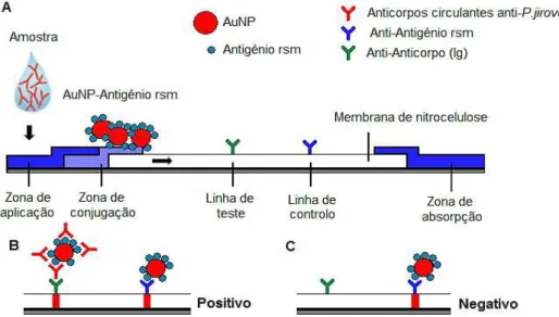 FIGURA 1. 7 | Representação esquemática do TDR para a deteção de anticorpos anti-P. jirovecii