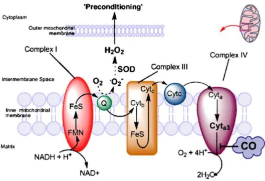 Figure  1.5.  Schematic  illustration  of  the  inhibitory  effect  of CO  on  the  electron  transport  chain  in  mitochondria  (adapted from 17).