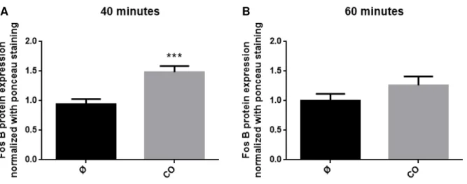 Figure 4.2. Effect of carbon monoxide in FosB protein expression in a primary culture of astrocytes