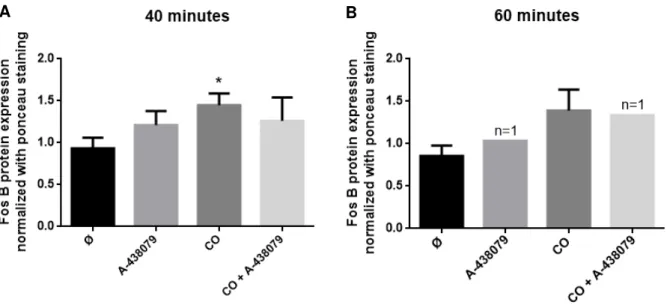Figure  4.4.  Effect  of  P2X7  inhibitor  (A-438079)  in  FosB  protein  expression  in  a  primary  culture  of  astrocytes  treated with carbon monoxide