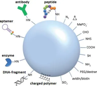 Figure 1.6. Schematic illustration of silica nanoparticles’ surface functionalization with various functional  groups and (bio)molecules (Adapted from Schulz et al., 2012)
