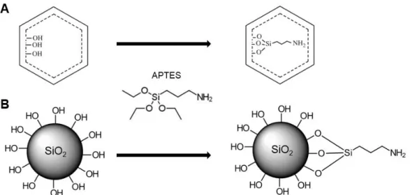 Figure 1.8. Schematic amine internal (A) and external (B) surface functionalization with APTES molecule