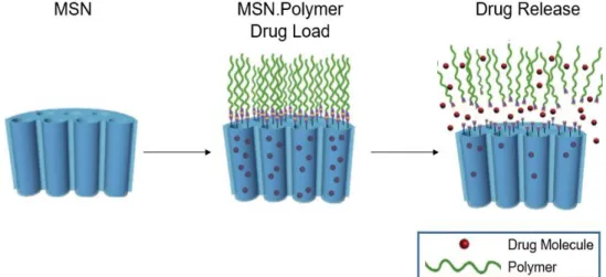 Figure 1.10. Adaptation of the schematic illustration of drug loading and release by core-shell mesoporous  silica nanoparticle coated with a polymer (Adapted from Wang et al., 2009)