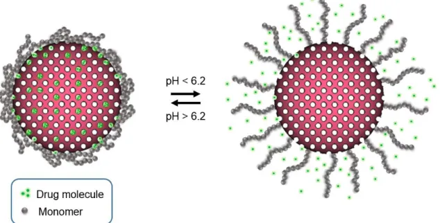 Figure 1.14. Schematic illustration of controlled drug release by MSN.P(DPAEM). 