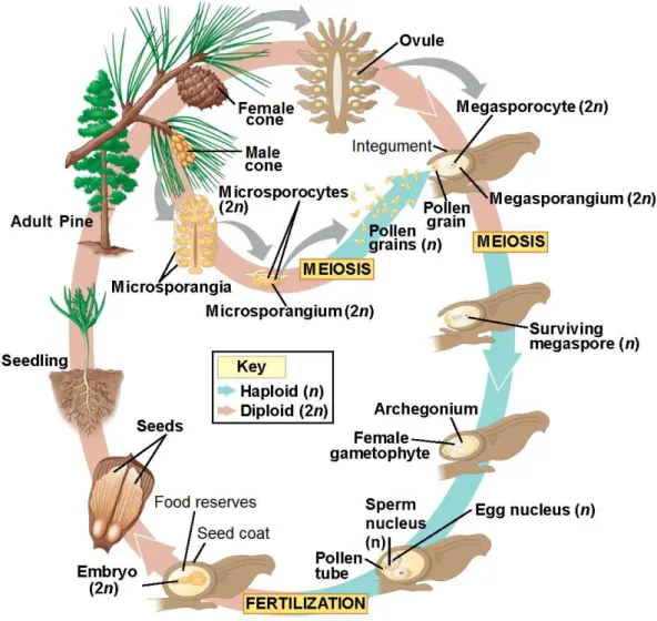 Figure  1.I  Pine  life  cycle.  Starting  with  the  seed  germination  into  a  fertile  adult  tree,  the  development  of  its  sexual  organs  and  production  of  gametes,  pollination,  and  fertilization  to  produce a new seed