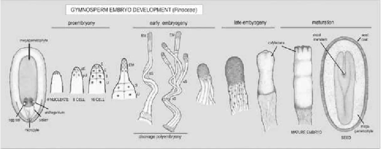 Figure  1.II  Schematic  overview  of  gymnosperm  (Pinaceae)  embryo  development.  Image  adapted  from (Von  Arnold  2008)