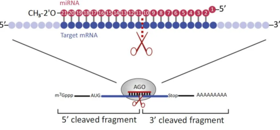 Figure 1.V  The molecular mechanism behind the plant miRNAs’ endonucleolytic activity