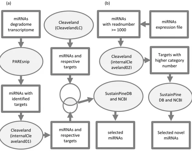 Figure 2.I Scheme of the target identification and selection of miRNAS and respective targets  for  further  validation:  (a)  first  analysis  of  the  total  miRNAs;  (b)  second  analysis  for  novel  microRNAs