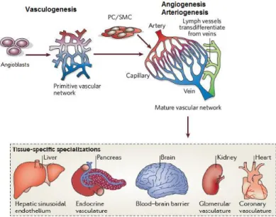 Figure  I.1  -  Schematic  representation  of  vascular  network  formation.  Once  formed,  in  vasculogenesis,  hemangioblasts  differentiate  in  endothelial  cells  (ECs)  in  order  to  form  an  immature  and  primitive  vascular  network