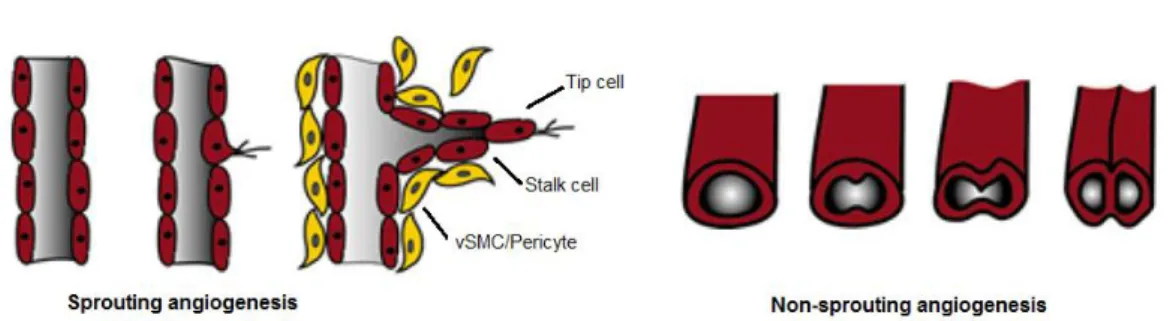 Figure  I.2  -  Mechanisms  of  sprouting  and  non-sprouting  angiogenesis.  During  angiogenesis,  the  primary  vascular plexus expands by two mechanisms of sprouting (left) and non-sprouting angiogenesis (right)