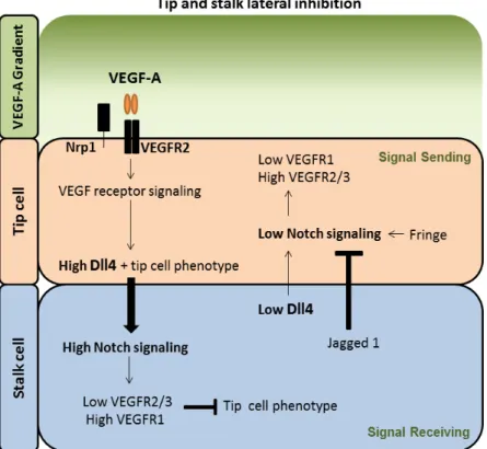 Figure  I.3  -  Molecular  mechanism  regulating  ECs  selection  into  a  tip  and  stalk  cells  during  sprouting  angiogenesis
