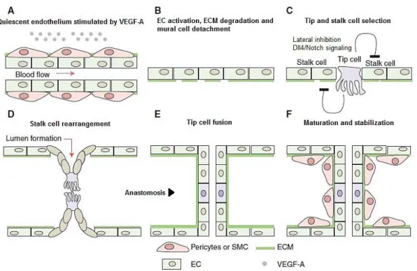 Figure  I.4.  -  Schematic  representation  of  sprouting  angiogenesis  initiation,  vessel  branching,  and  maturation