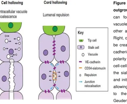 Figure  I.5  -  Lumen  formation  during  sprout  outgrowth. Left, cell hollowing, endothelial cells  can  form  a  lumen  by  forming  intracellular  vacuoles  that  coalesce  and  connect  with  each  other  and  with  vacuoles  in  neighboring  cells