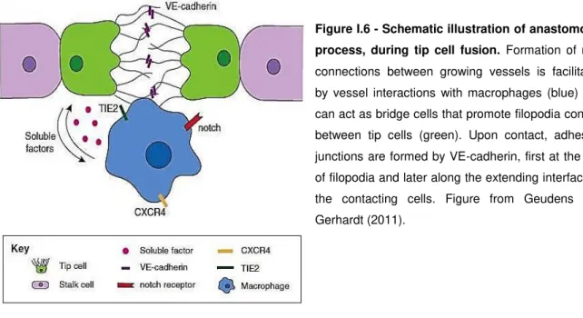 Figure I.6 - Schematic illustration of anastomosis  process,  during  tip  cell  fusion