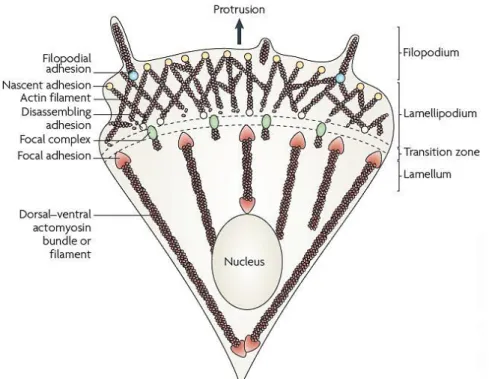 Figure I.8 - Structural elements of a migrating cell. Protrusions comprise large, broad lamellipodia and finger- finger-like filopodia that are driven by the polymerization of actin filaments