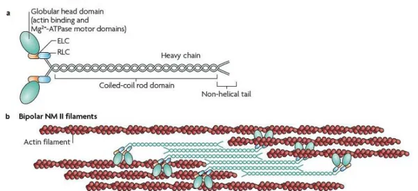 Figure I.10  –  Structure of non-muscle myosin II (NM II) and dynamics. a, the subunit and domain structure of  myosin,  which  forms  a  dimer  through  interactions  between  the  α-helical  coiled-coil  rod  domains